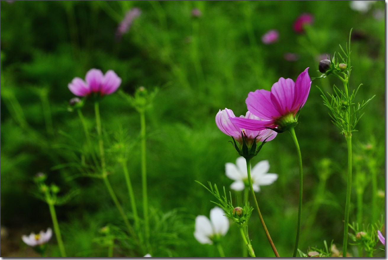 七月山花开 (951).jpg