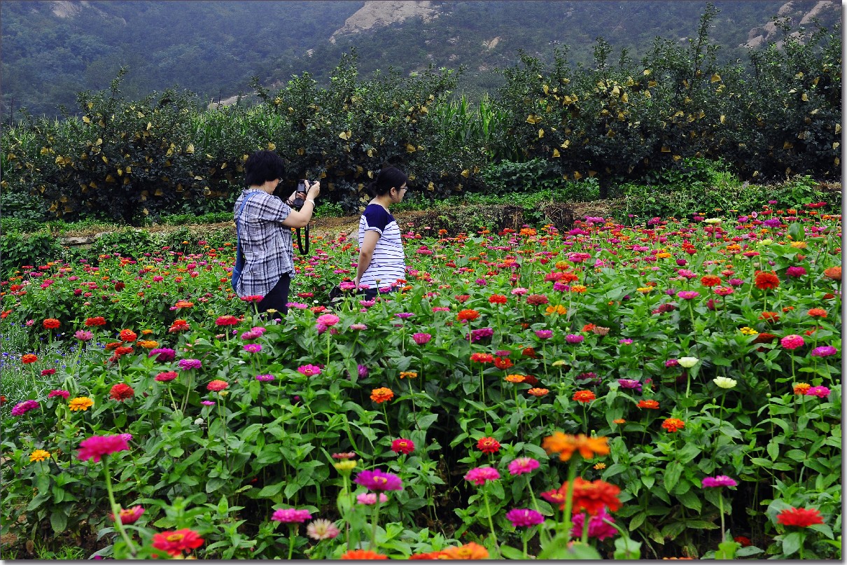 七月山花开 (882).jpg