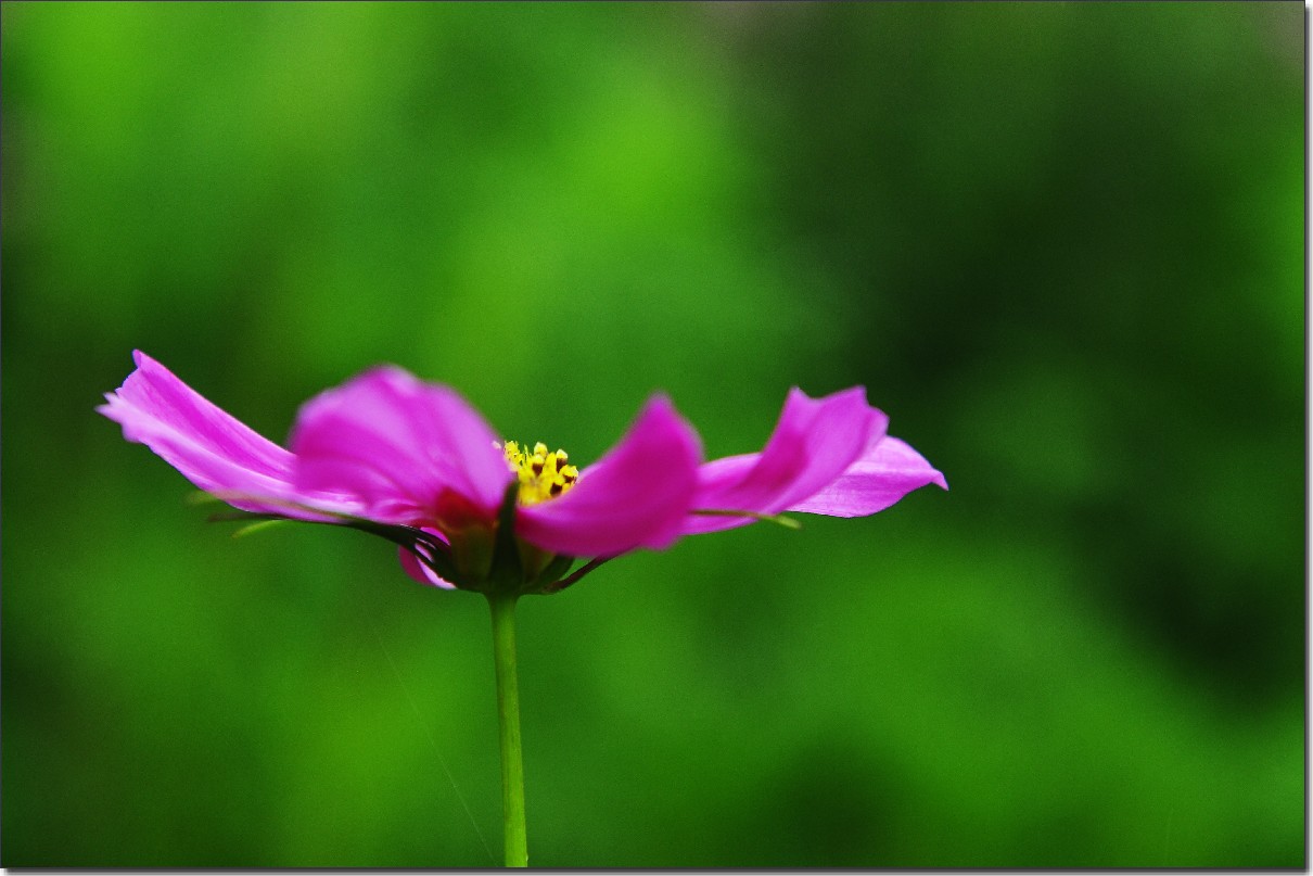 七月山花开 (747).jpg