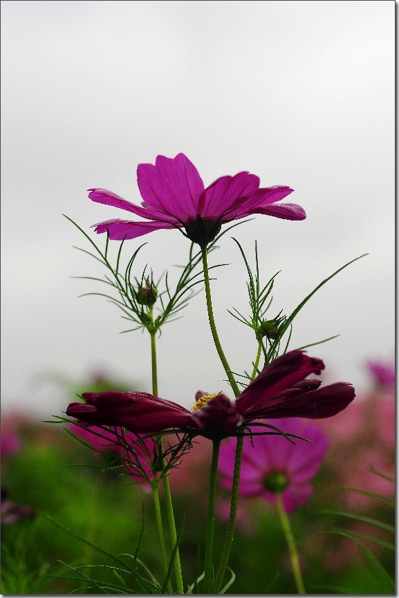 七月山花开 (755).jpg