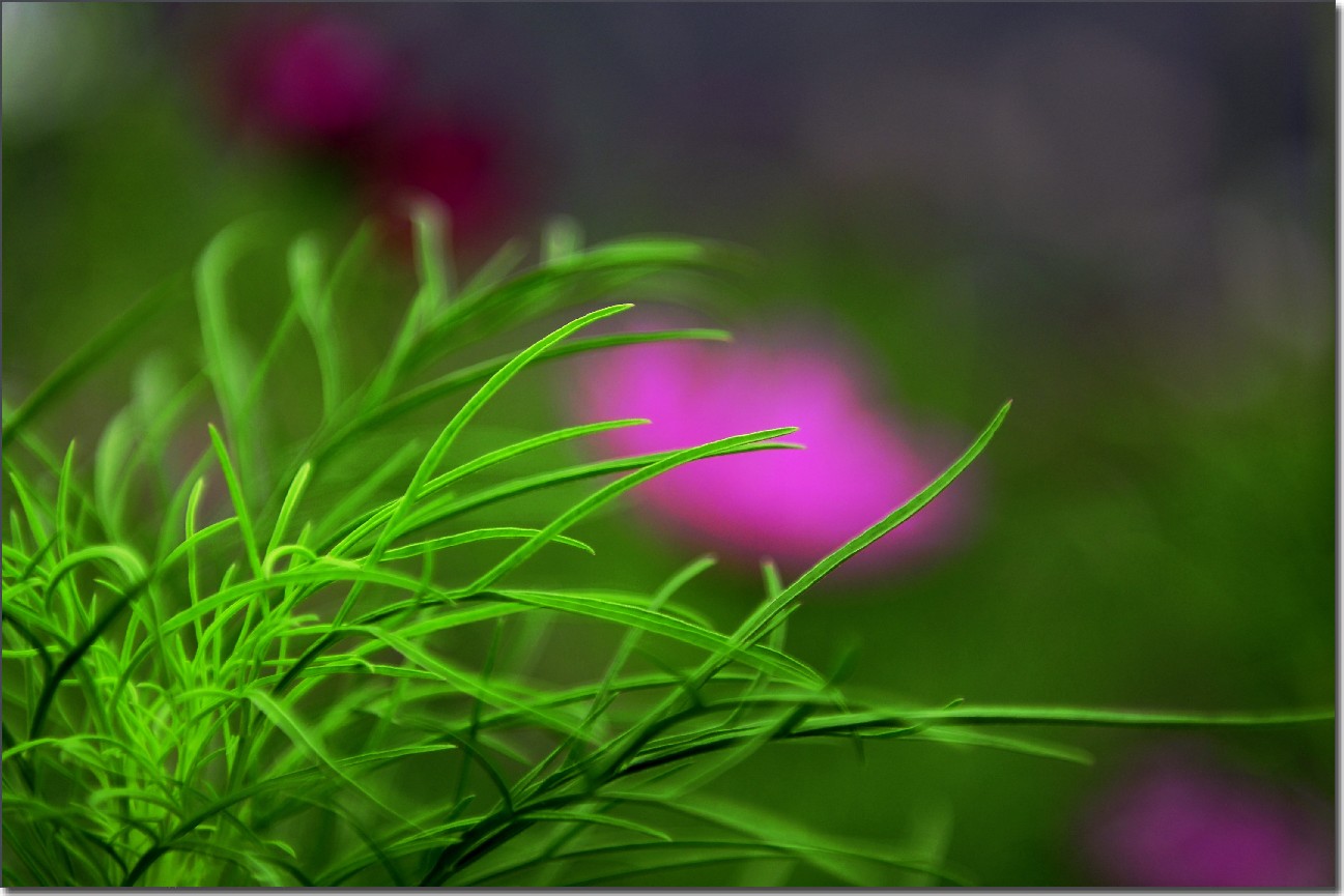 七月花开 332.jpg