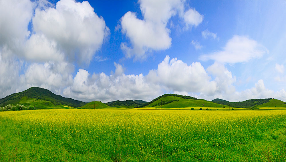 全景图油菜花1j.jpg