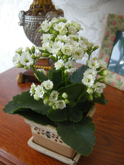 DSCN9795.JPG