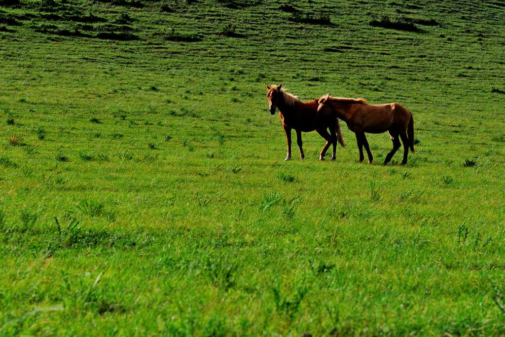 DSC_7271.jpg