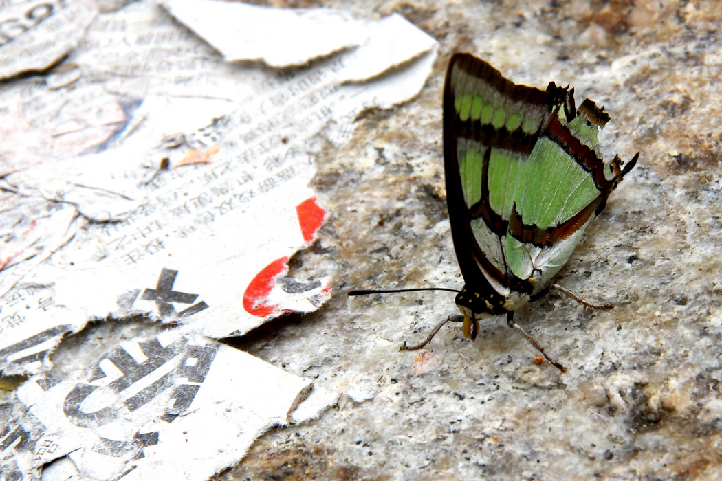 烟霞洞赏花 162.jpg