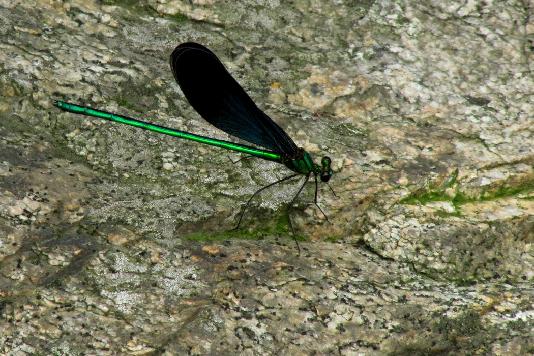 IMG_4435.jpg