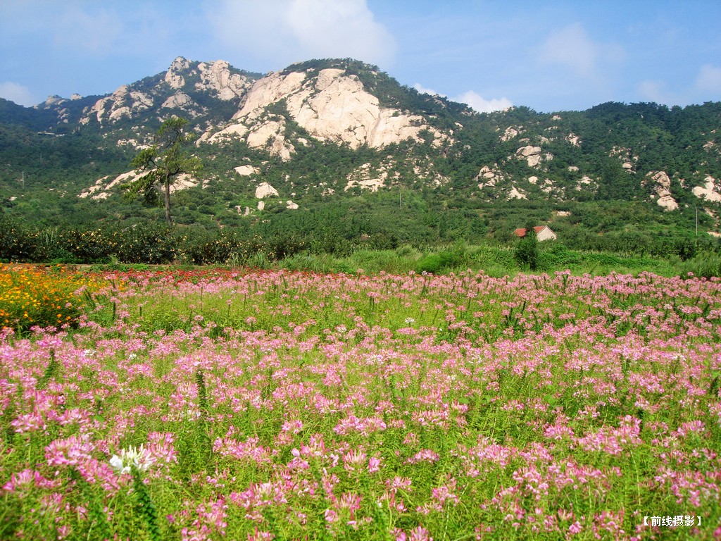 DSC01105昆嵛山赏花.jpg