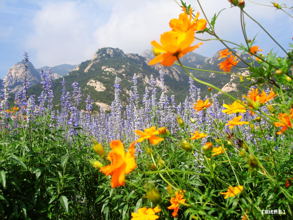 DSC01110昆嵛山赏花.jpg
