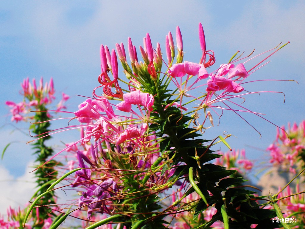 DSC01118昆嵛山赏花.jpg