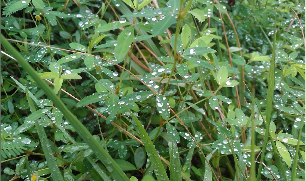 雨花似珠-1.jpg