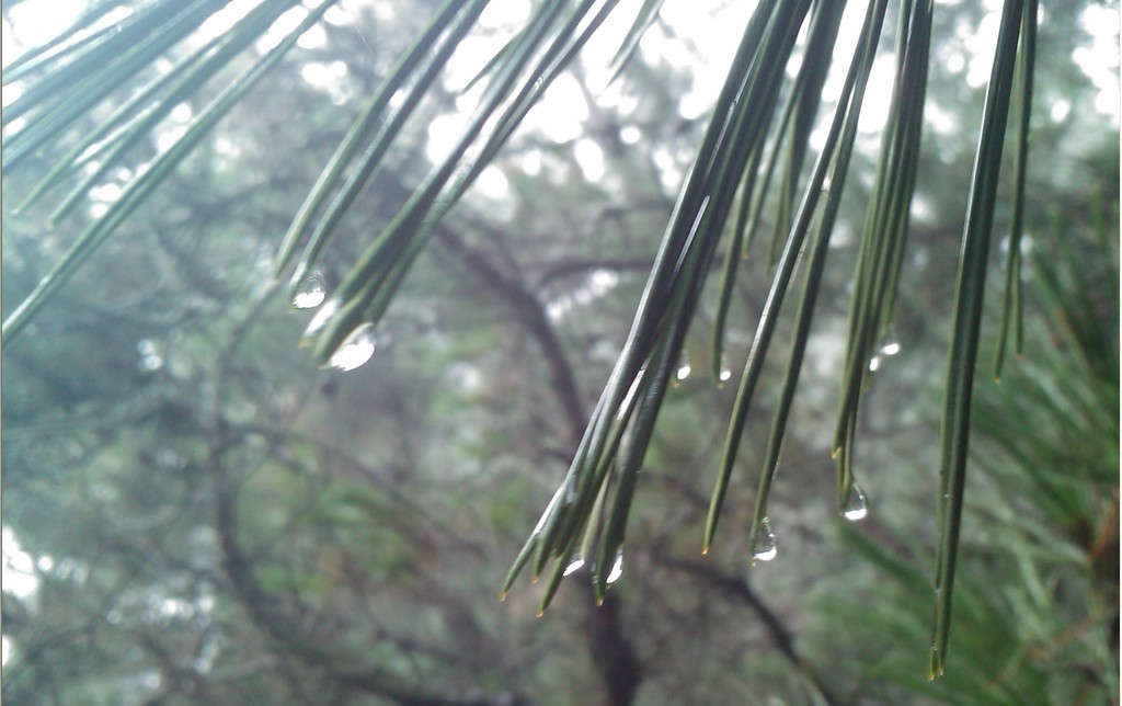 雨花似珠-00.jpg