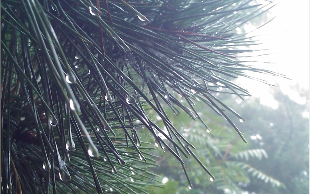 雨花似珠-10.jpg