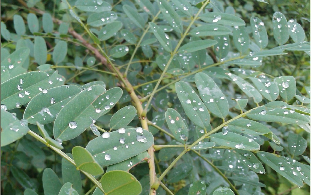 雨花似珠-6.jpg