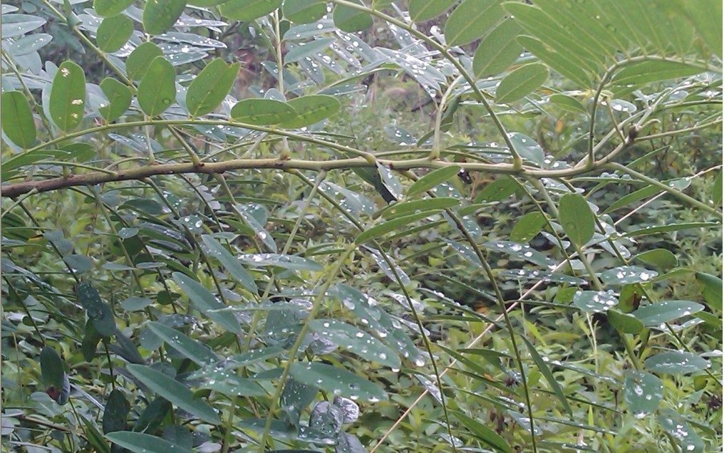 雨花似珠-7.jpg