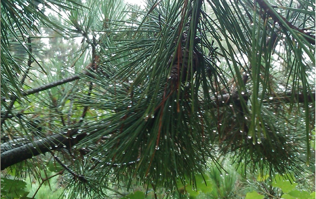 雨花似珠-9.jpg
