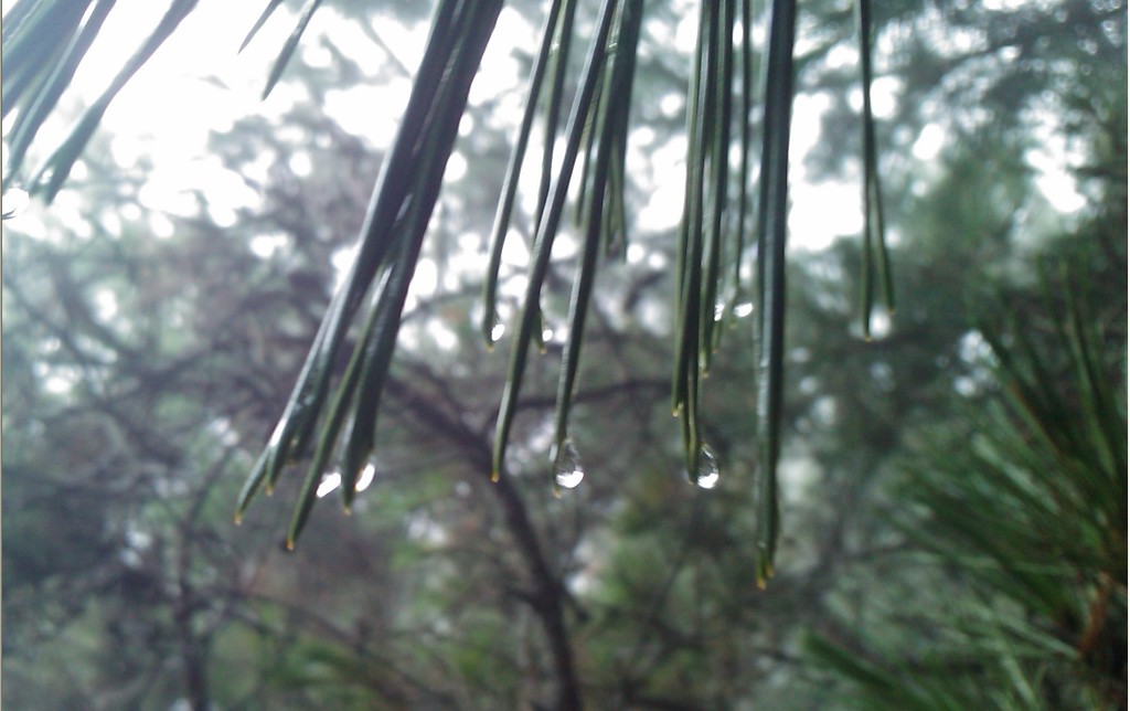 雨花似珠-0.jpg