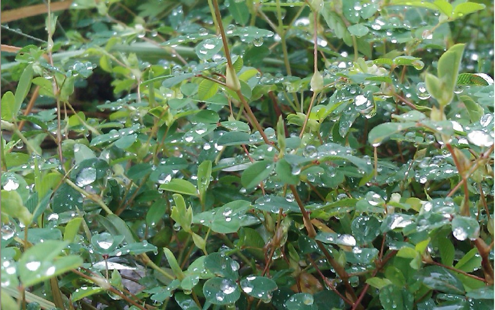 雨花似珠-3.jpg