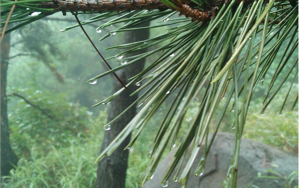 雨花似珠-8.jpg