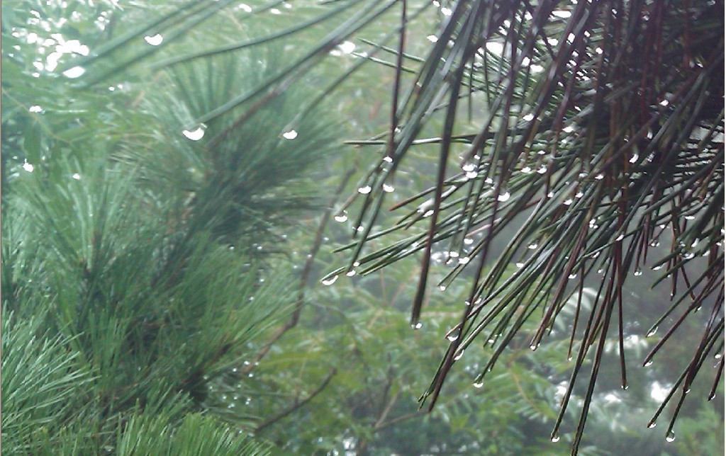 雨花似珠-11.jpg