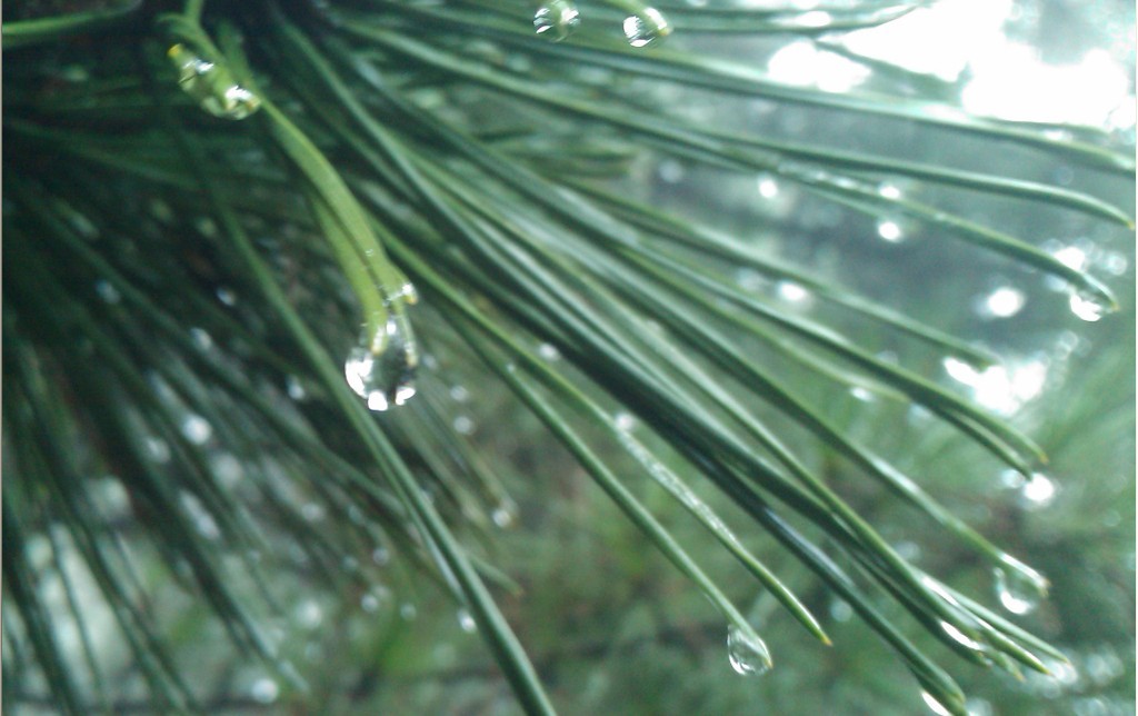 雨花似珠-000.jpg