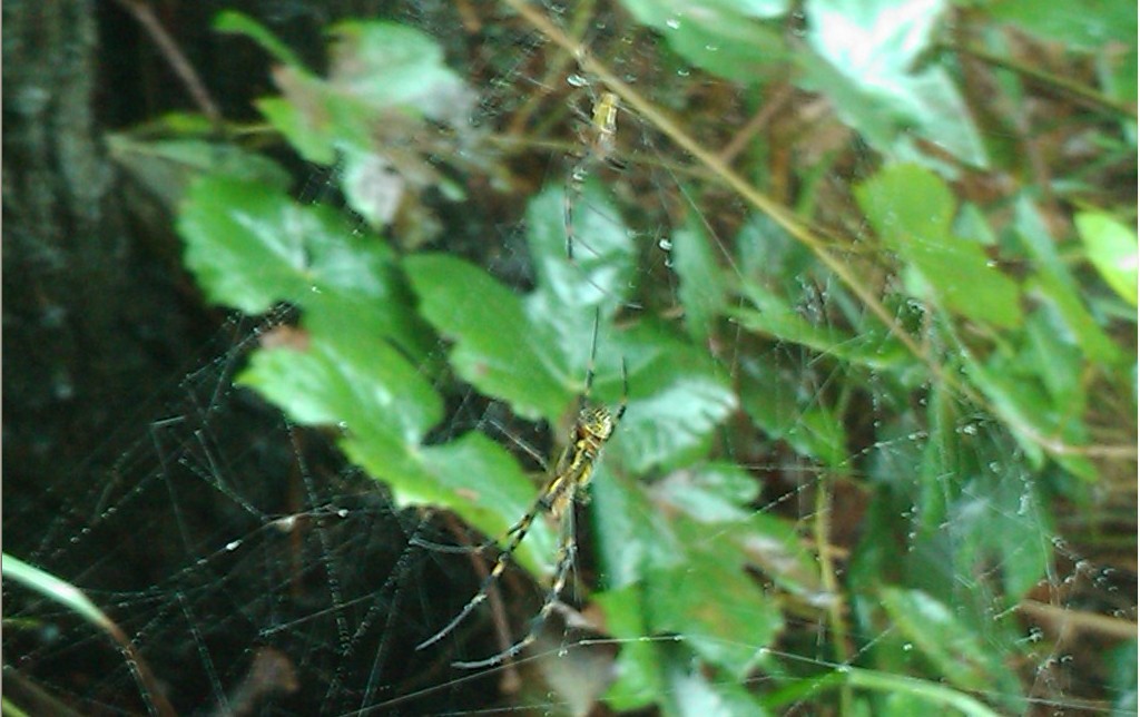 蜘蛛雨网-4.jpg
