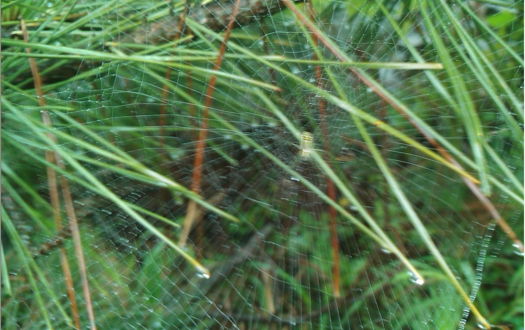 蜘蛛雨网-2.jpg