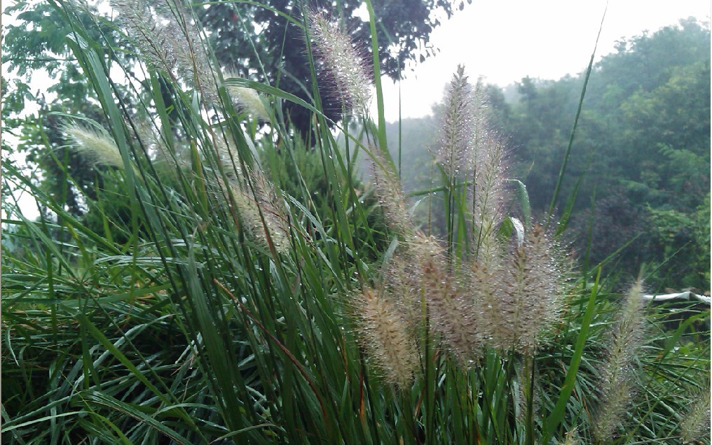 草沐潇雨-1.jpg