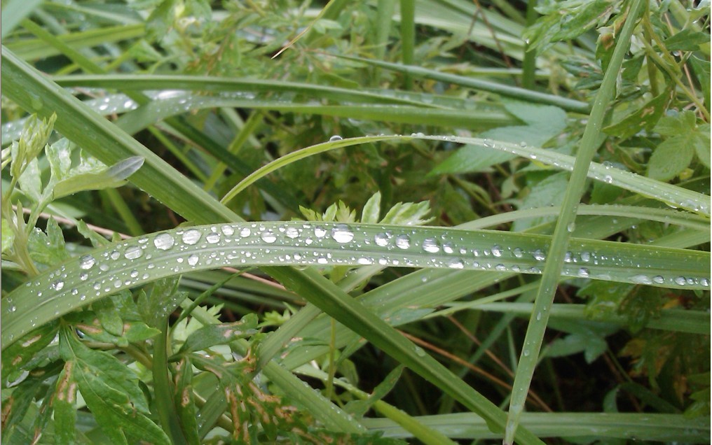 草沐潇雨-2.jpg