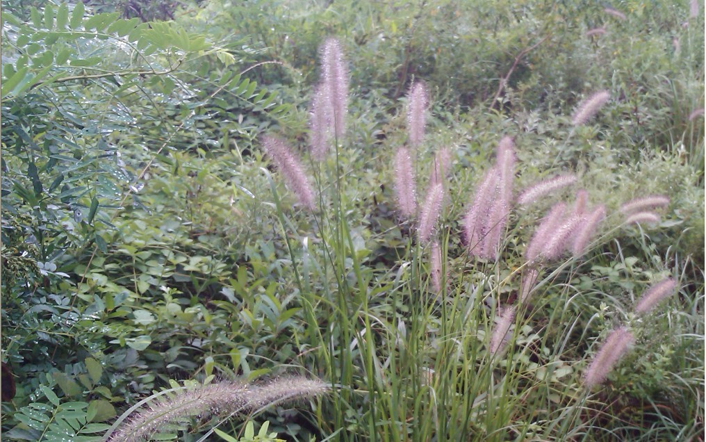 草沐潇雨-00.jpg
