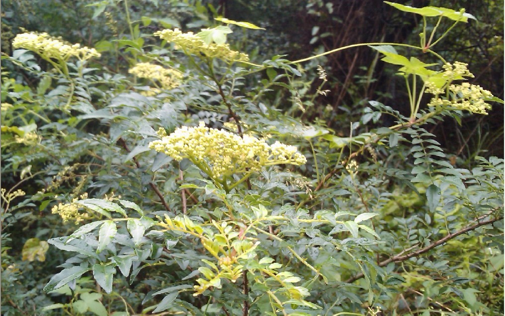 雨中花-18.jpg