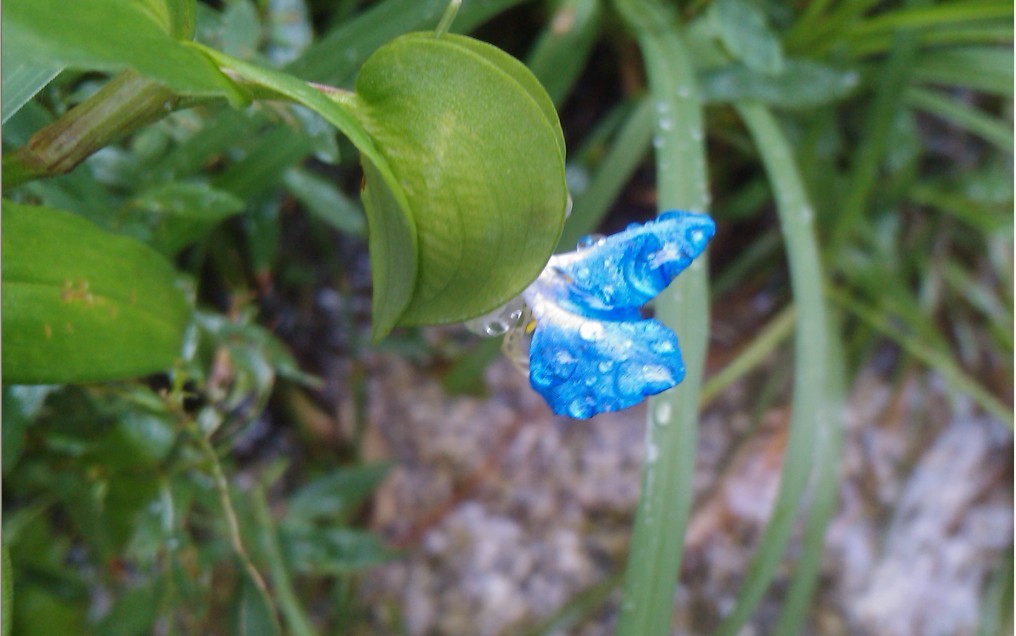 雨中花-10.jpg