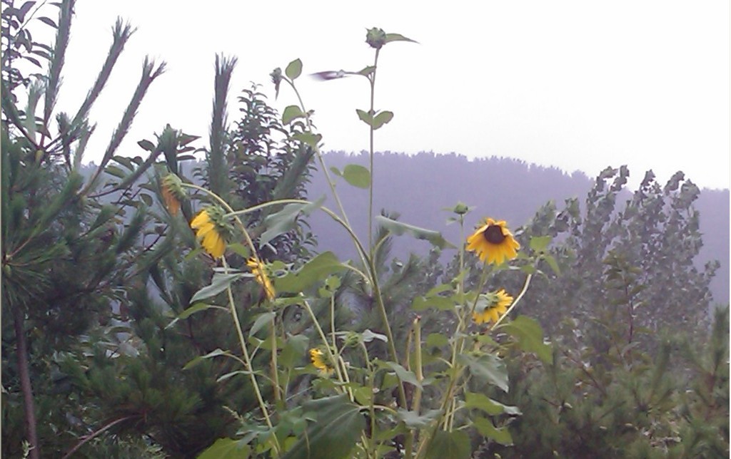 雨中花-19.jpg