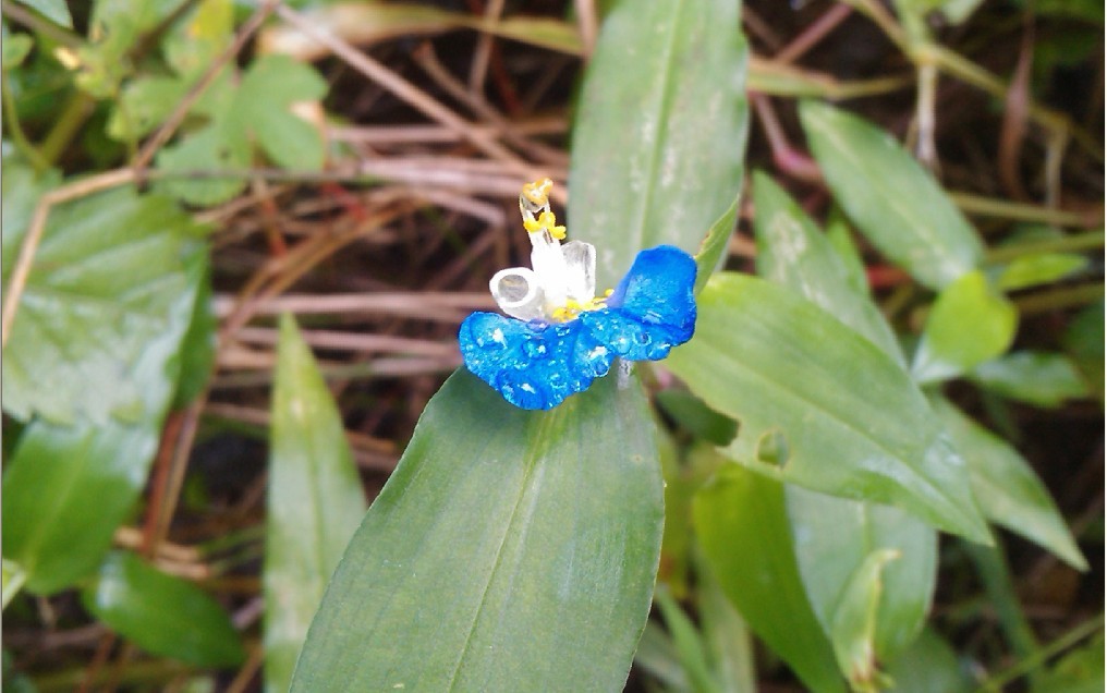 雨中花-9.jpg