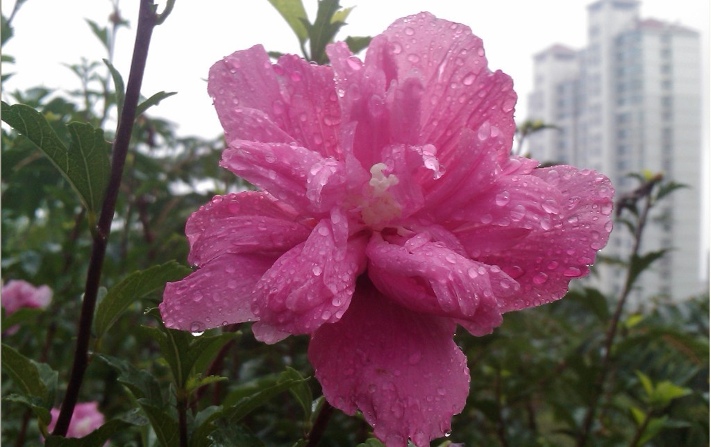 雨中花-2.jpg