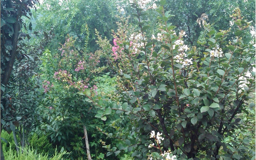 雨中花-11.jpg