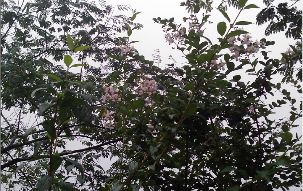 雨中花-6.jpg