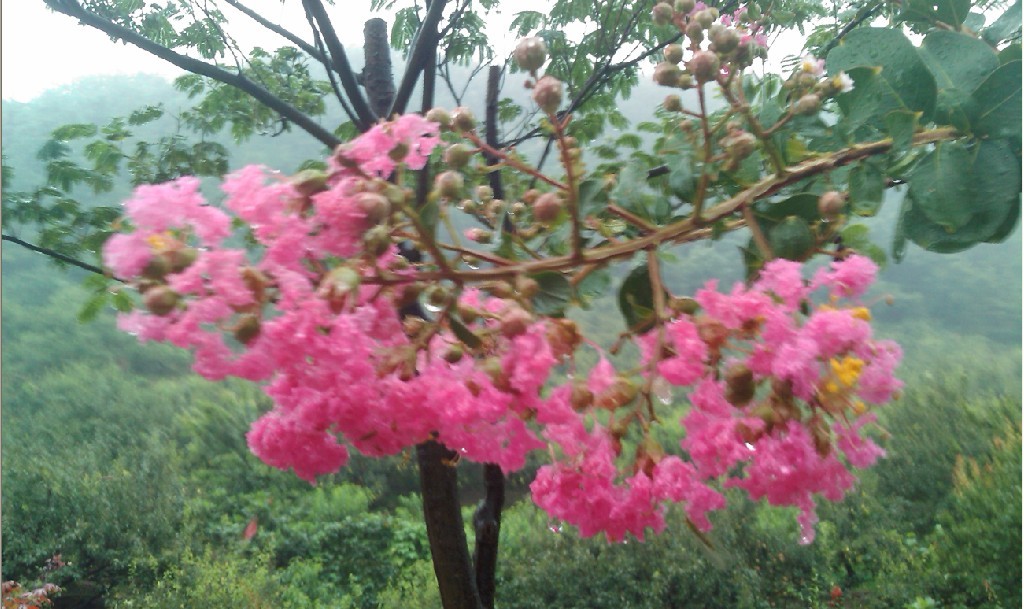 雨中花-7.jpg