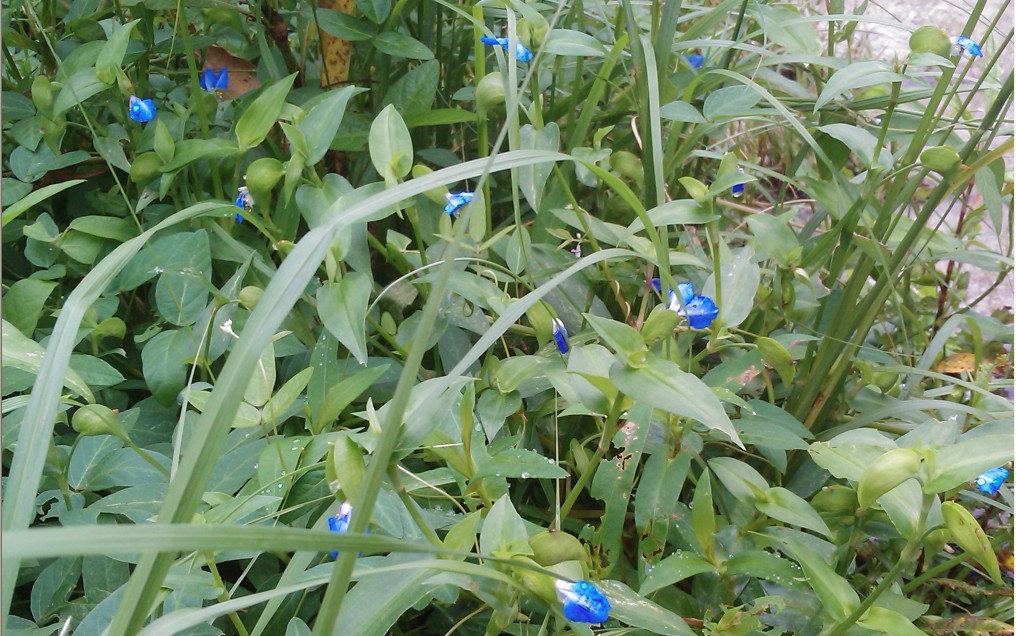 雨中花-8.jpg