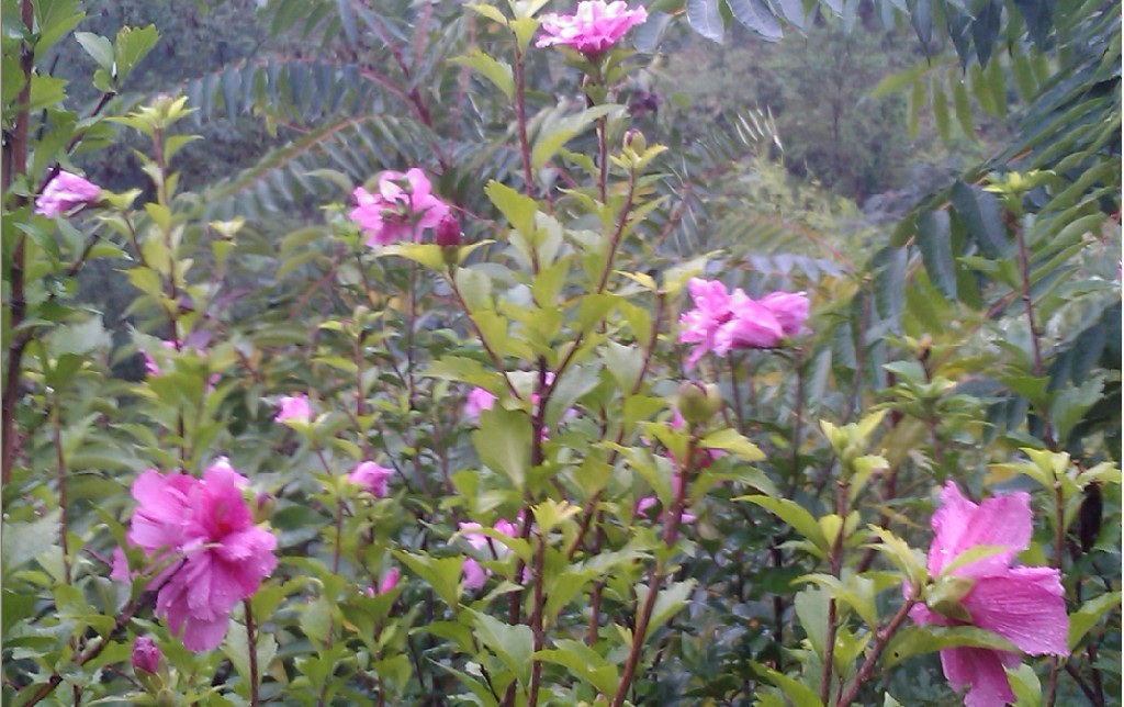 雨中花-3.jpg