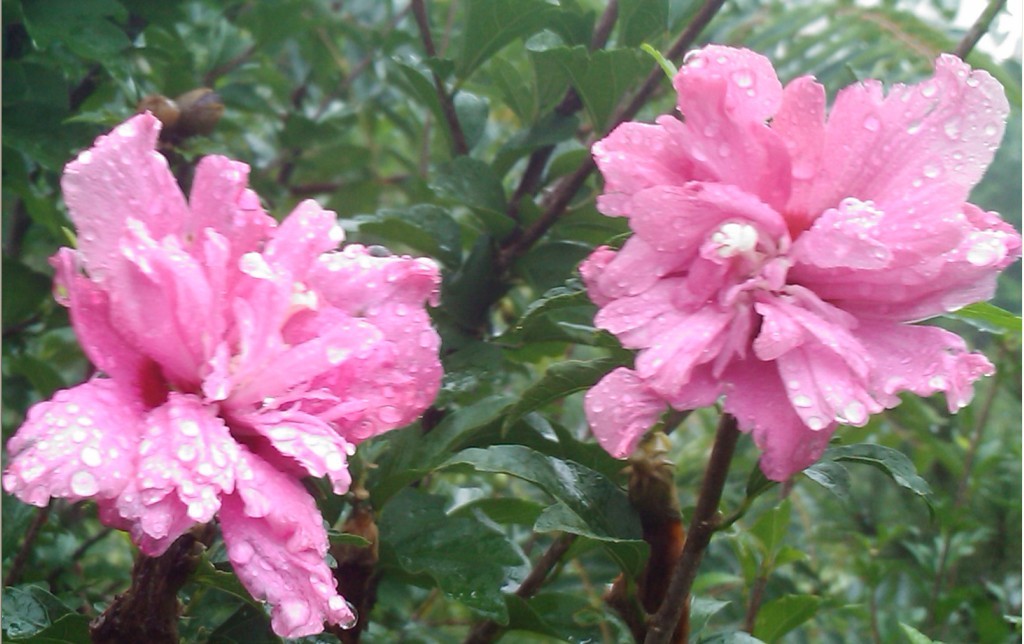 雨中花-1.jpg