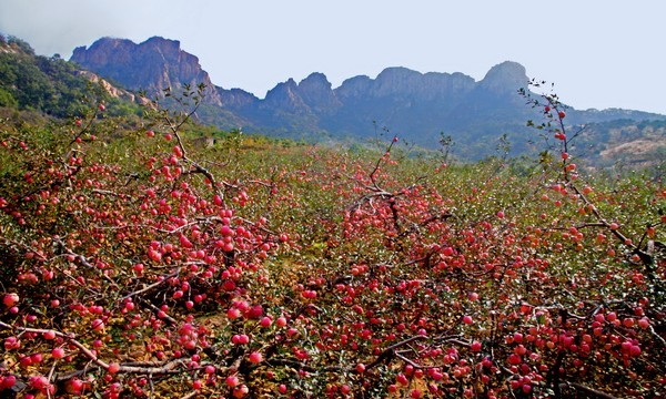 天崮山脚下满堂红.jpg