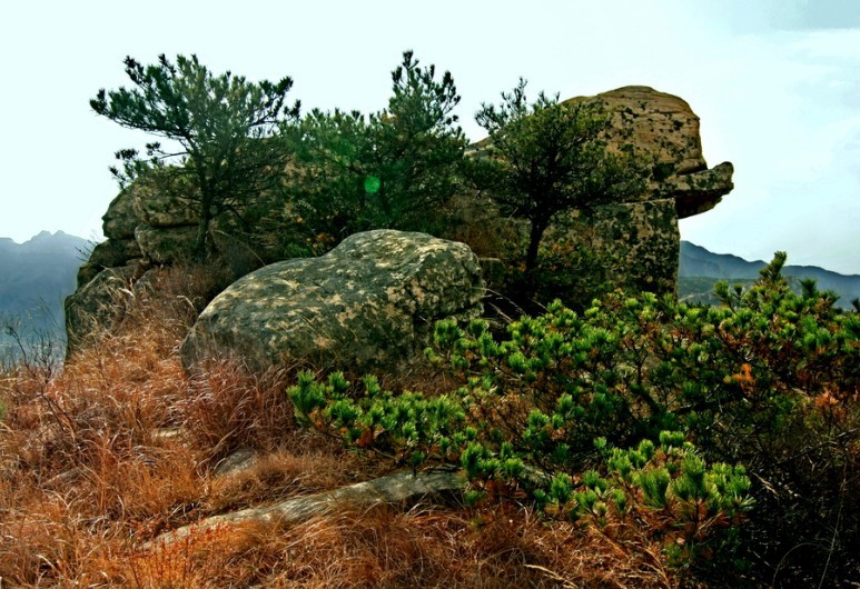 卧听松涛声.jpg