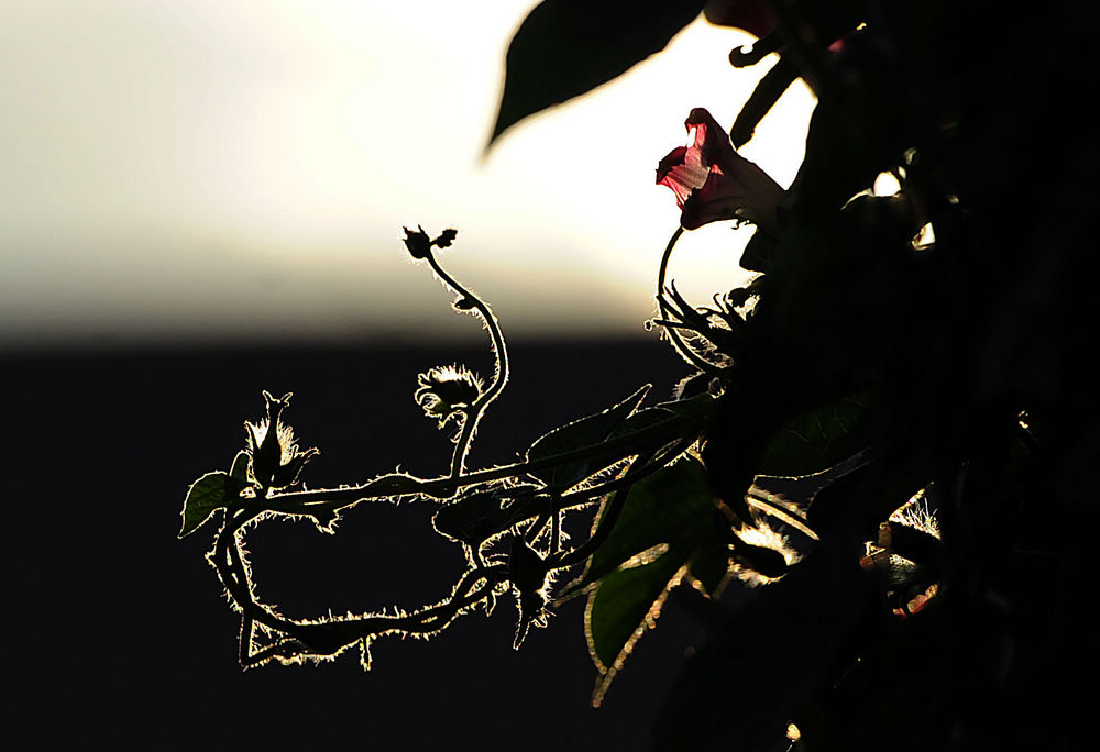 花开 (1).jpg