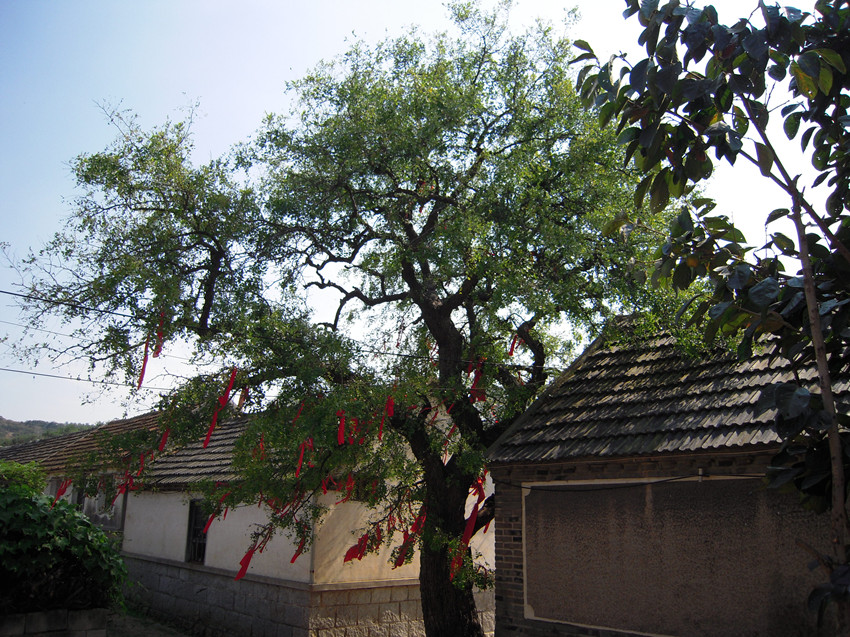 青虎山骑行枣树背面_副本.jpg