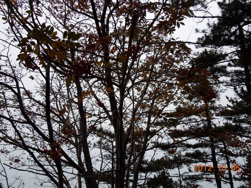 DSCN0984.jpg