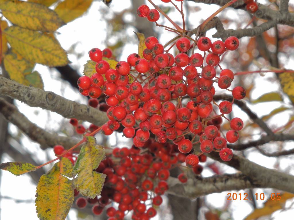 DSCN0982.jpg