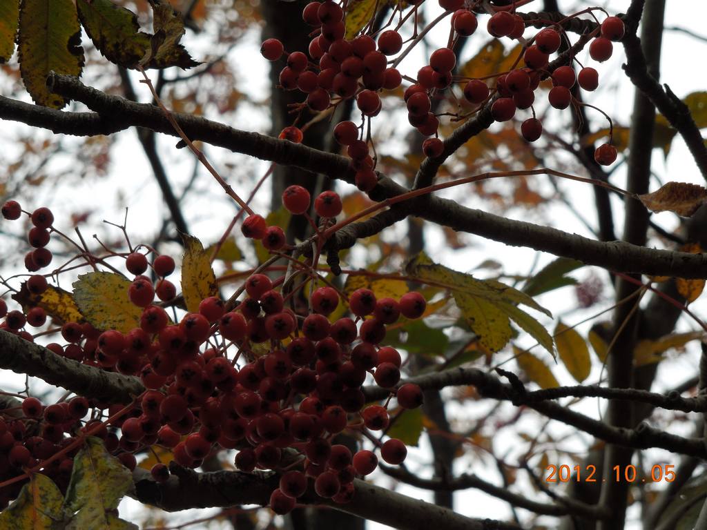 DSCN0986.jpg