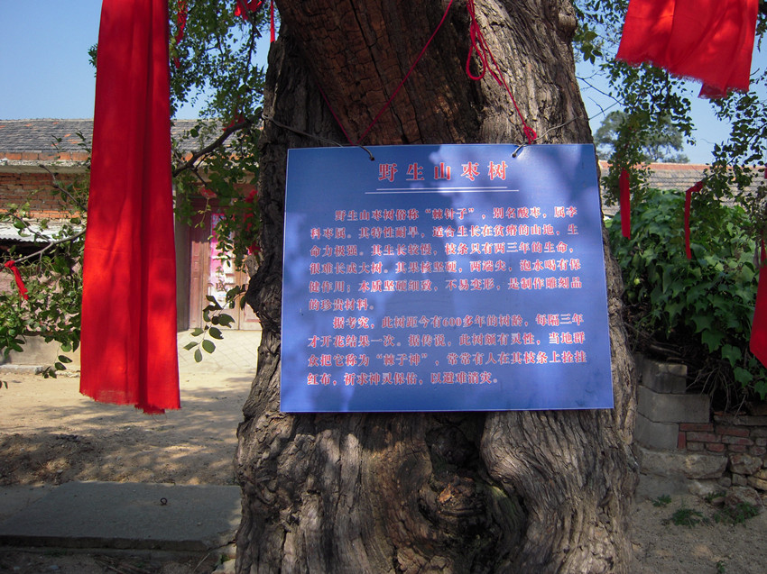 号称棘子神.jpg