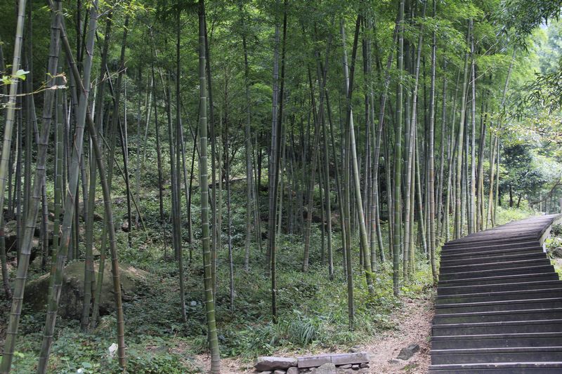 武功山 571.jpg