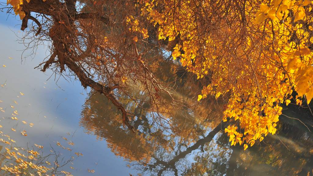DSC_1004.jpg
